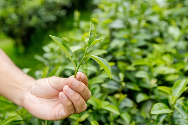 Tea Tree